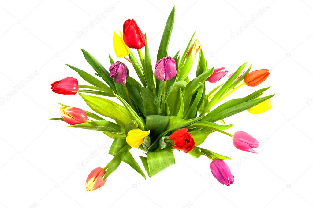 Bouquet of colorful Dutch tulips