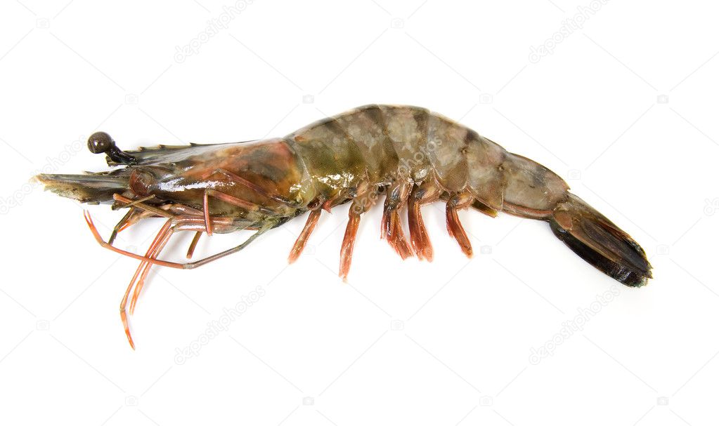 One raw shrimp