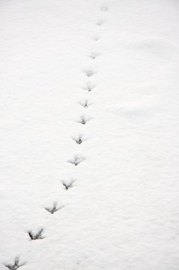 Traces of a bird in the snow clipart