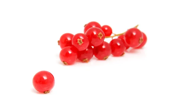 A fürt piros bogyós gyümölcsök a Vértes — Stock Fotó