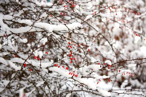 Snow on bush — Stock Photo, Image