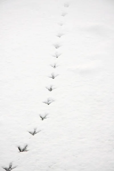 Traces of a bird in the snow — Stock Photo, Image
