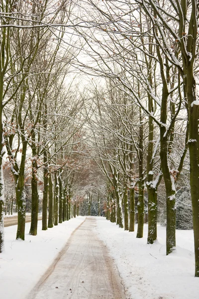 Bare Trees no inverno — Fotografia de Stock