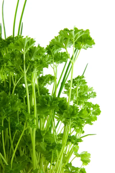 Parsley in closeup — Stock Photo, Image