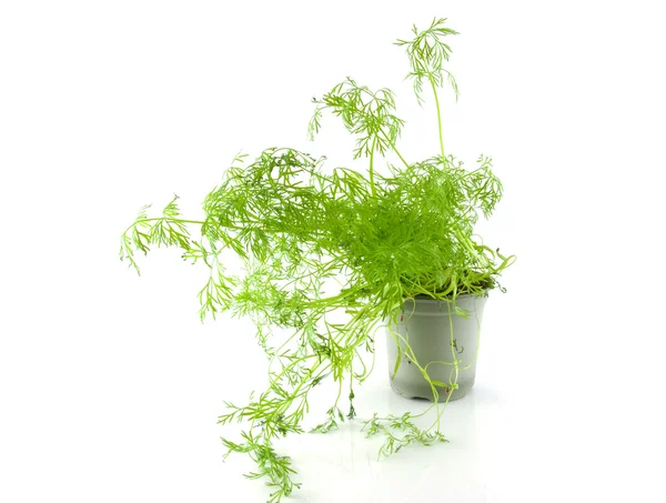 Dereotu herb ile küçük pot — Stok fotoğraf