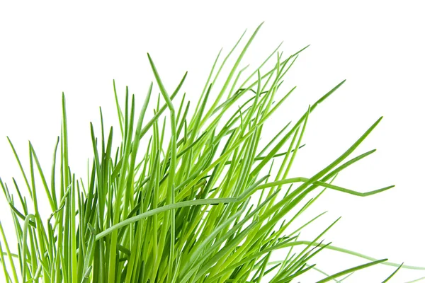 Färsk gräslök i närbild — Stockfoto