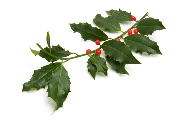 Christmas Holly branch — Stock Photo, Image