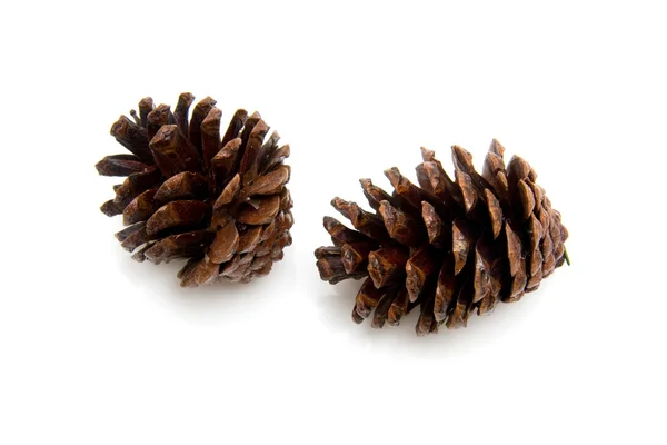 Two pine cones — Stock Photo, Image