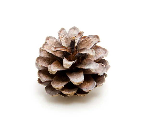 Un cono de pino — Foto de Stock