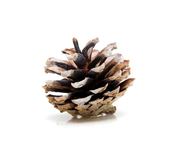 Um cone de pinheiro — Fotografia de Stock