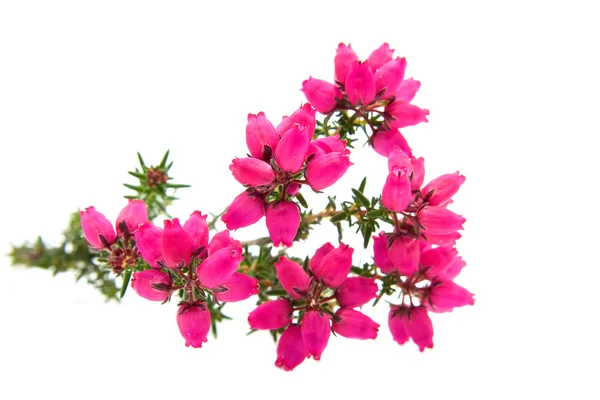 Ροζ λουλούδι ερείκη — Φωτογραφία Αρχείου