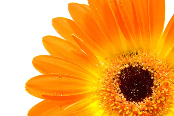 Oranje gerber in close-up — Stockfoto