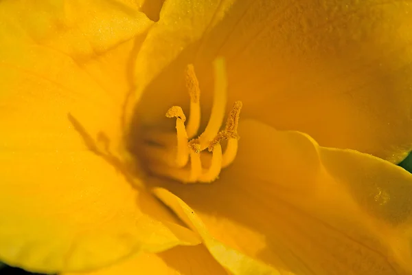 Primer plano de la flor amarilla —  Fotos de Stock