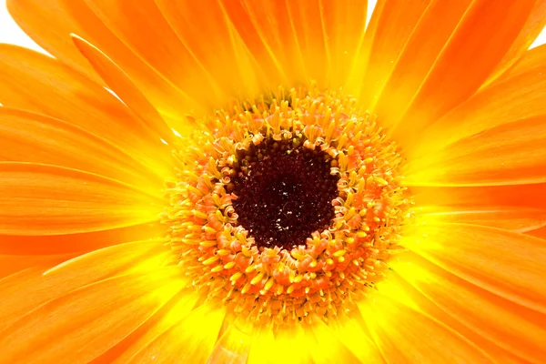 Gerber laranja em close-up — Fotografia de Stock