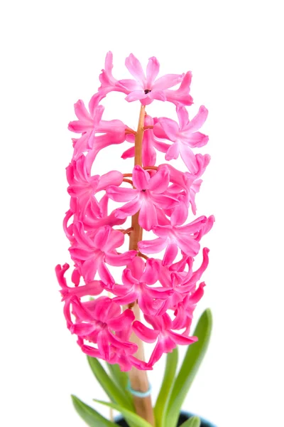 Pink hyacinth flower in closeup — Stock Photo, Image