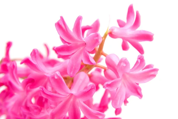 Ροζ λουλούδι Υάκινθος στην κινηματογράφηση σε πρώτο πλάνο — Φωτογραφία Αρχείου