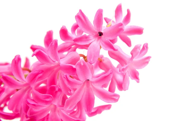 Růžový květ hyacintu v detailním — Stock fotografie