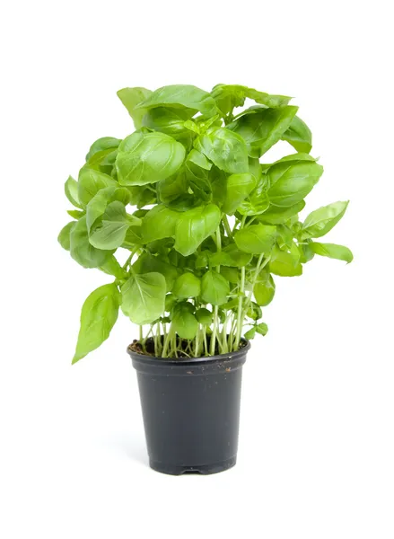 Planta de albahaca fresca — Foto de Stock