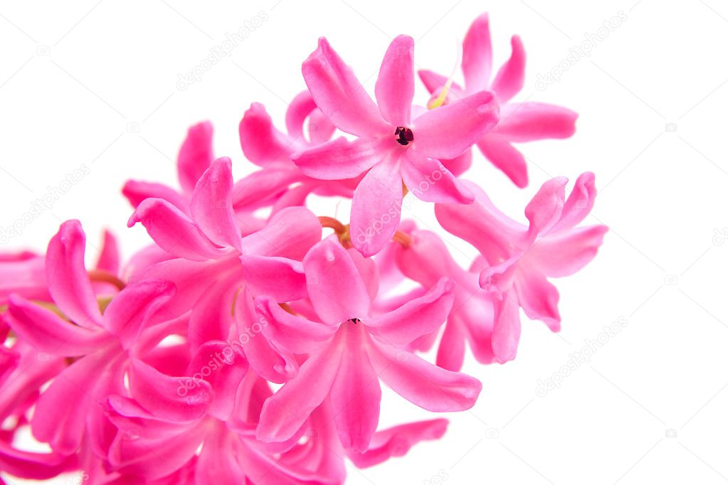 Pink hyacinth flower in closeup