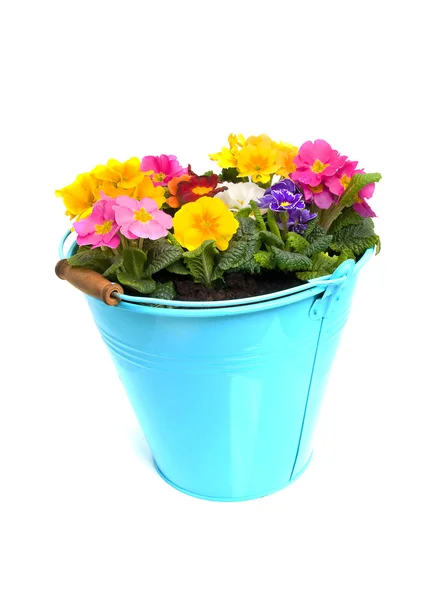 Colorful primula flower — Stock Photo, Image