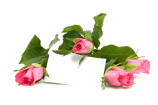 Róże i puste karty — Zdjęcie stockowe
