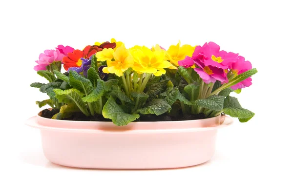 Färgstark primula blommor i rosa potten — Stockfoto