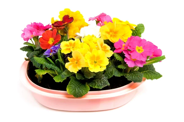 Färgstark primula blommor i rosa potten — Stockfoto