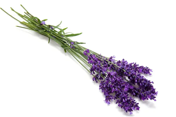 Plucked lavender — Stock Photo, Image
