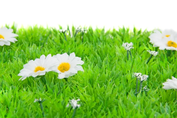 Witte margriet bloemen op gras — Stockfoto