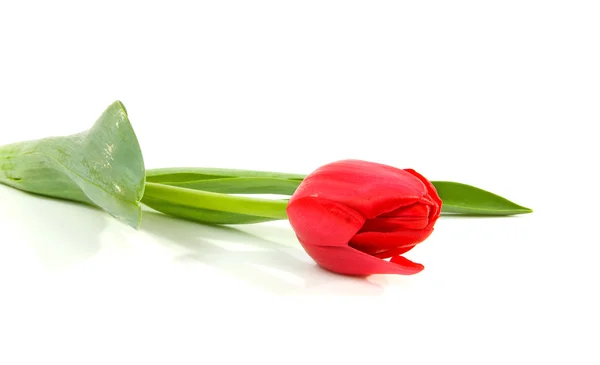 Rode Nederlandse tulip — Stockfoto