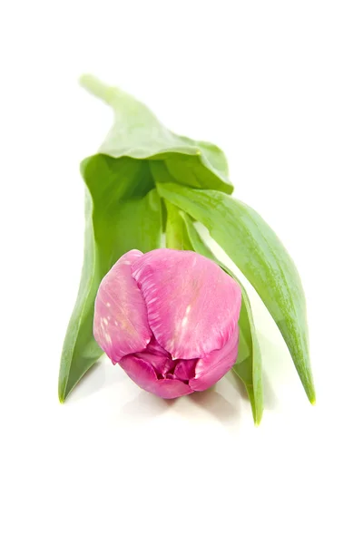 Růžový holandské tulipánové — Stock fotografie
