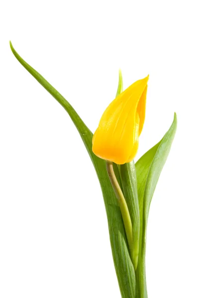 Yellow Dutch tulip — Stock Photo, Image