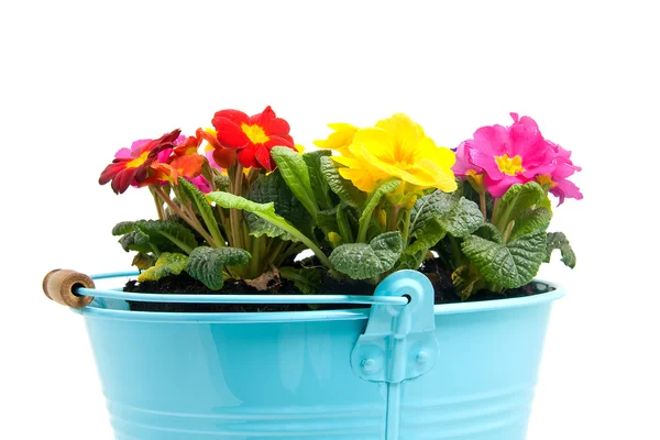 Colorful primula flowers in bucket — Stock Photo, Image