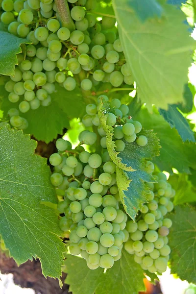 Uvas de vino blanco — Foto de Stock