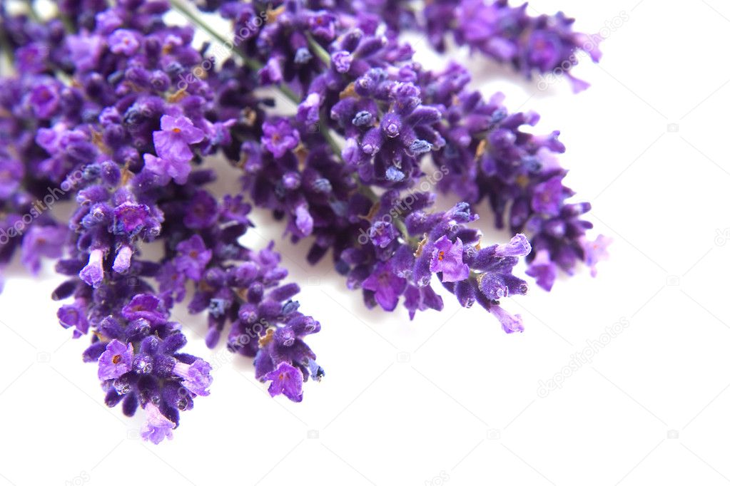 Lavender in closeup