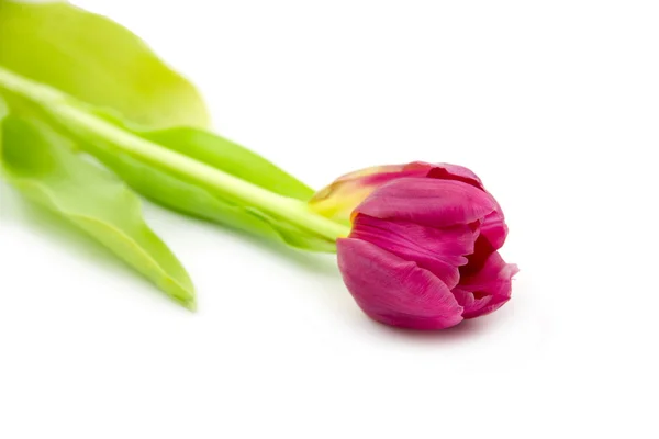 Un tulipán morado — Foto de Stock