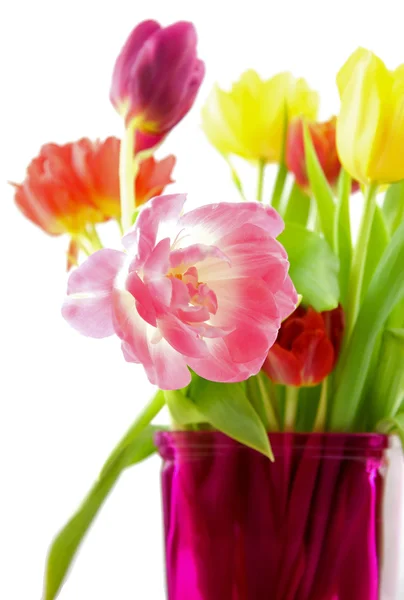 Tulipani affilati e sfocati — Foto Stock