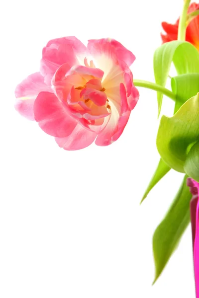 Tulipano rosa isolato — Foto Stock