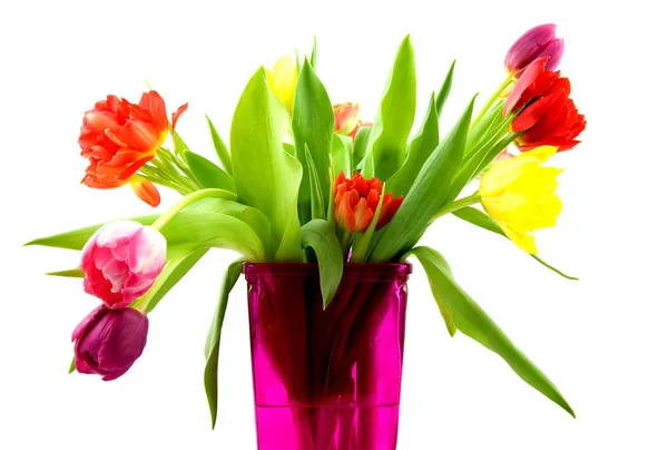 Tulips in a pink vase — Stock Photo, Image