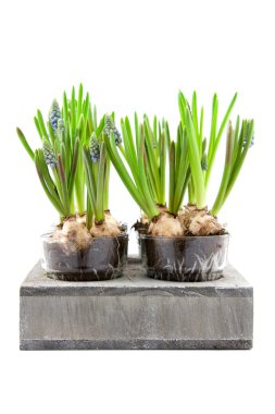 Muscari botryoides