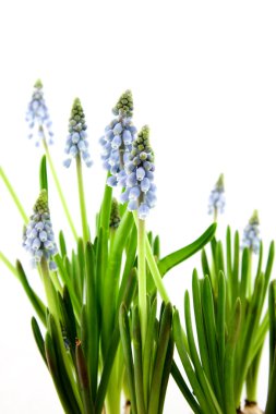 Muscari botryoides