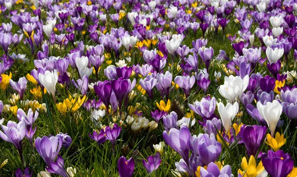 Stock image Dutch spring crocus flowers