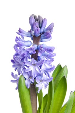 Purple Hyacinth flower clipart