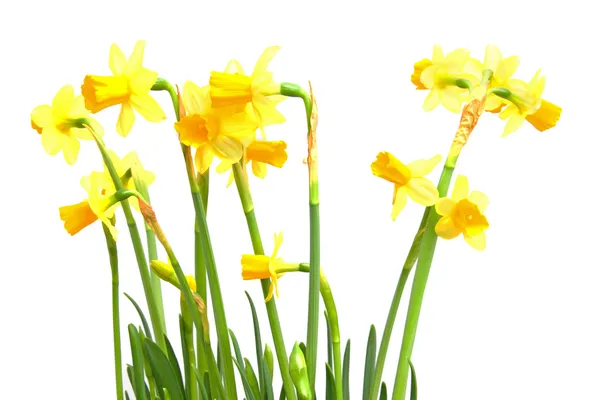 Flores de narciso amarillo — Foto de Stock