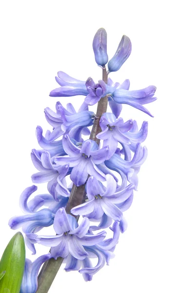 Fialový květ hyacintu — Stock fotografie