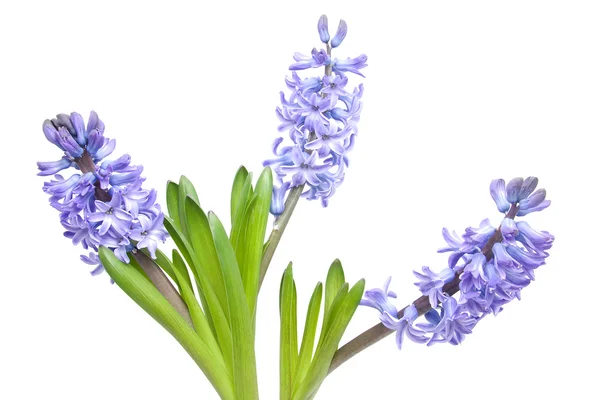 Fialové hyacintové květy — Stock fotografie