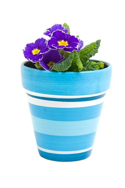 Lila Primeln Blume im blauen Topf — Stockfoto