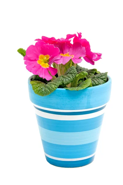 Fiore Primula rosa in vaso blu — Foto Stock