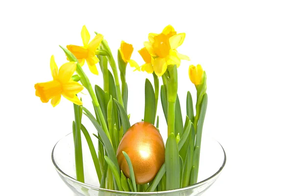 Yellow Daffodil with golden eater egg — Stock Photo, Image