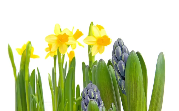 Spring flowers over white background — Stock Photo, Image